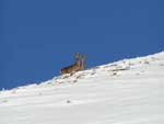 Trouvé nous au Pic du Mont las, nous y sommes!!